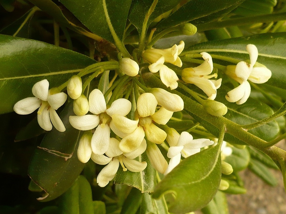 Pittosporum tobira (Pittosporaceae)